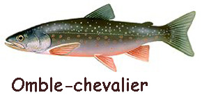 Omble Chevalier