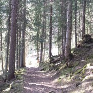 Trail du Morclan