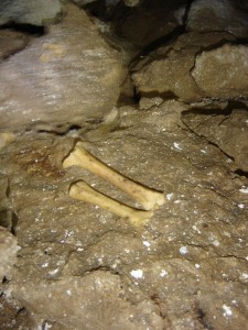 Ossements retrouvés dans la tanne du charbon © Pays d'art et d'histoire-2CVA