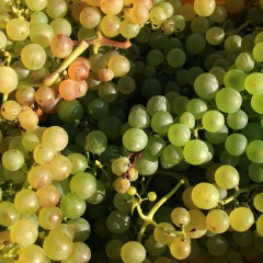 Vignoble de Lavaux